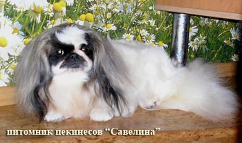 Belka