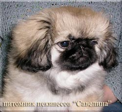 Nimfa