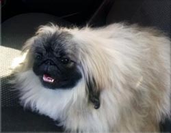 Лео