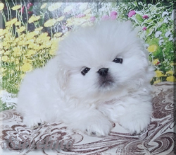 Шед